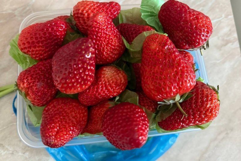 Как получить рекордный урожай клубники: секреты опытных садоводов Как получить рекордный урожай клубники: секреты опытных садоводов