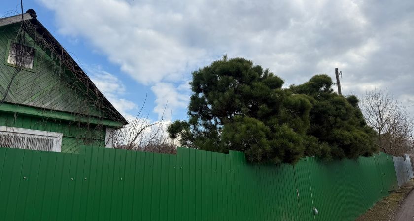 Новые правила установки заборов на даче: что нужно знать Новые правила установки заборов на даче: что нужно знать