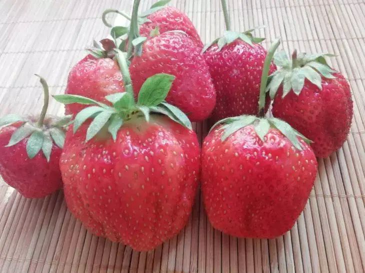 Весенняя подкормка для клубники: как вырастить крупные ягоды Весенняя подкормка для клубники: как вырастить крупные ягоды