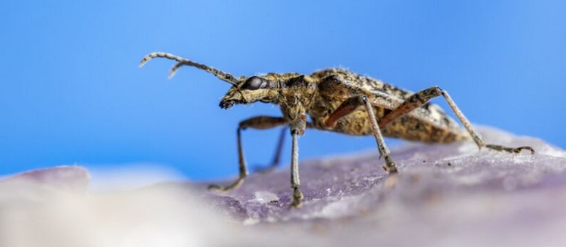 Нашествие клопов в Самарской области: как решить проблему Нашествие клопов в Самарской области: как решить проблему