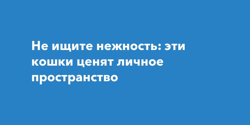 Шесть пород кошек, которые ценят личное пространство Шесть пород кошек, которые ценят личное пространство