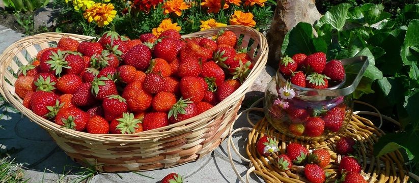 Секрет богатого урожая клубники: чем подкормить во время цветения Секрет богатого урожая клубники: чем подкормить во время цветения