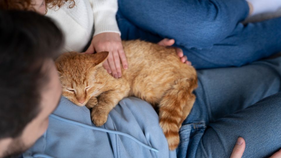 Почему кошка выбирает меня? Секреты кошачьей привязанности Почему кошка выбирает меня? Секреты кошачьей привязанности