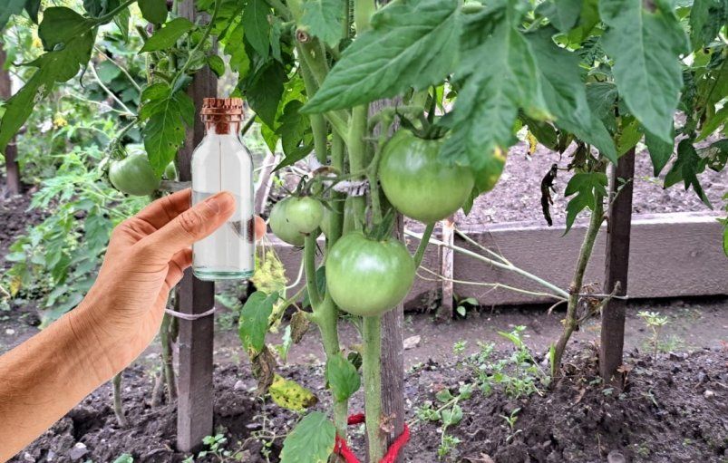 Июньские подкормки для рекордного урожая томатов Июньские подкормки для рекордного урожая томатов