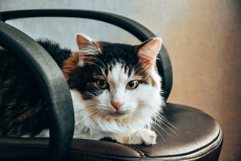 Проблемы с запахом кошачьей мочи? Этот простой трюк вернет свежесть в ваш дом Проблемы с запахом кошачьей мочи? Этот простой трюк вернет свежесть в ваш дом