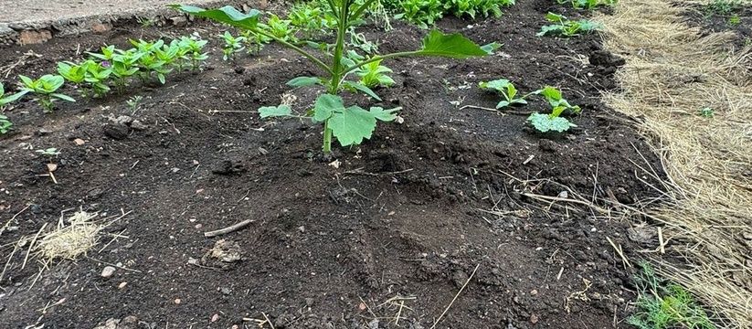 Три скрытые угрозы для здоровья дачников: как не навредить себе на участке Три скрытые угрозы для здоровья дачников: как не навредить себе на участке