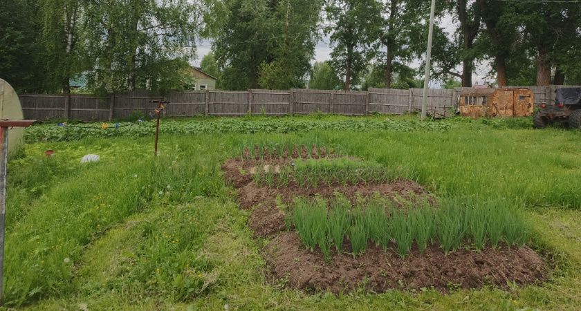 Как избавиться от сорняков: проверенные методы для вашего сада Как избавиться от сорняков: проверенные методы для вашего сада