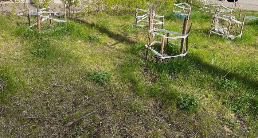 Какие деревья не стоит сажать на участке: мифы и реальность Какие деревья не стоит сажать на участке: мифы и реальность