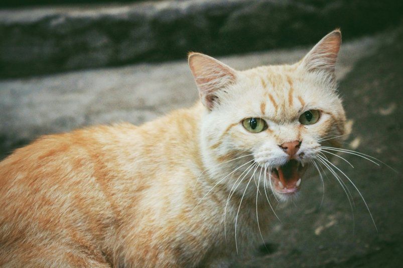 Кошки с характером: 4 породы, которые не всегда мурчат от любви
