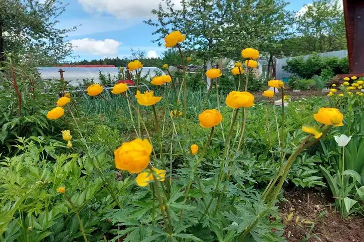 Как выбрать правильное место для каждого растения на огороде