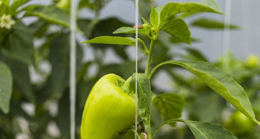 Как увеличить урожай перца и улучшить его вкус