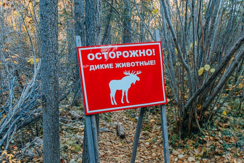 Почему «дикарям» жизненно необходима зимняя спячка