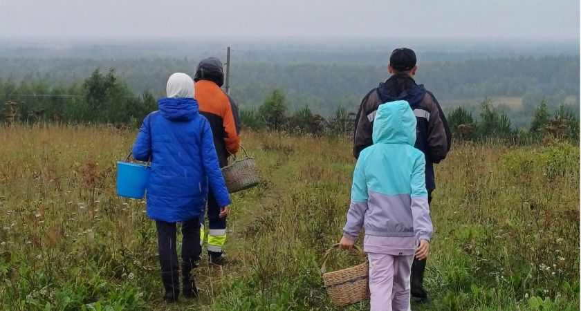 Дождевик полевой: гриб, который может пригодиться в походе