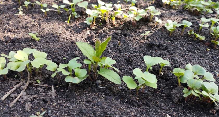 Секреты выращивания крупного и сочного редиса: советы агронома