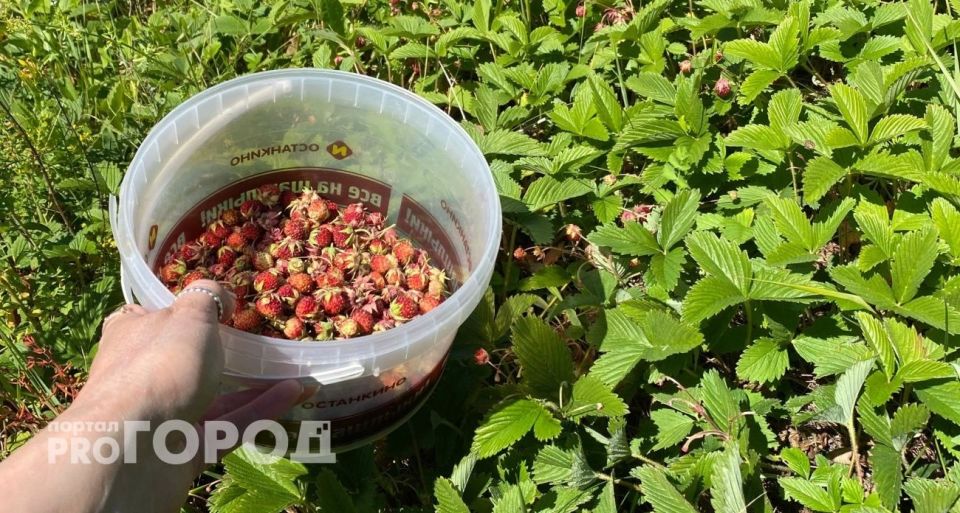 Лесные ягоды: как не попасть впросак и не испортить отдых