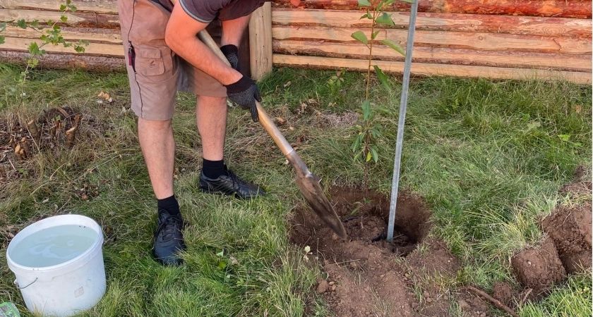 Какие деревья не стоит сажать возле дома: советы по выбору растений для сада
