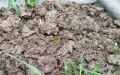 Искусство компостирования: секреты создания компоста от А до Я
